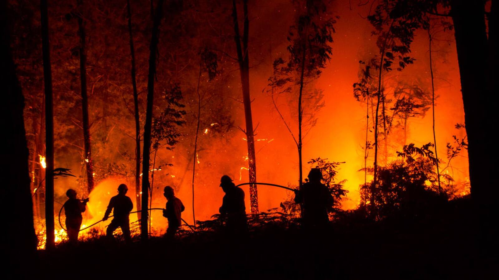 Pompieri alle prese con una foresta in fiamme. La quasi totalità degli incendi è di origine dolosa