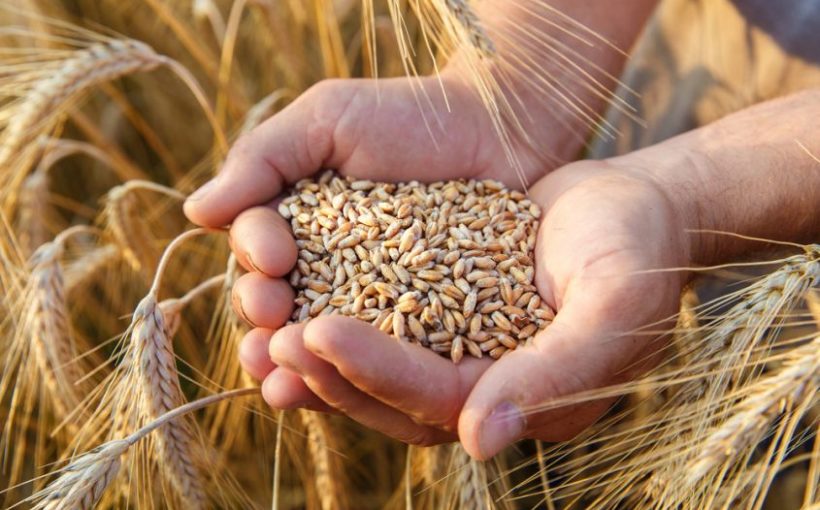 FAO grano russia ucraina