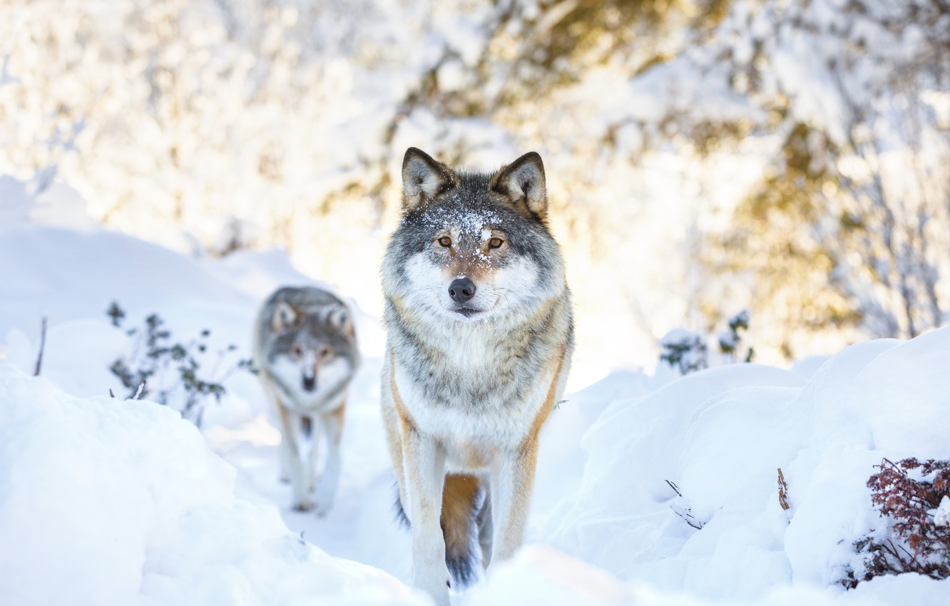 i due lupi-il potere lo hai tu
