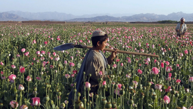 coltivazione papavero Afghanistan