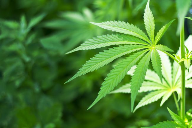 Studio evidenzia efficacia della cannabis a pianta intera nell'epilessia pediatrica grave
