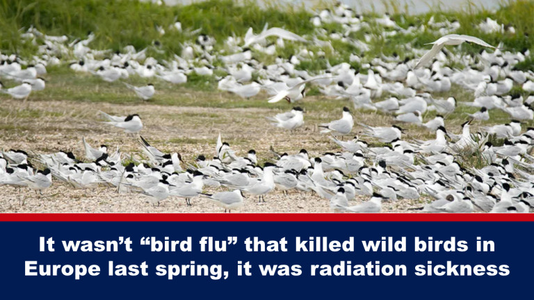 uccelli radiazioni