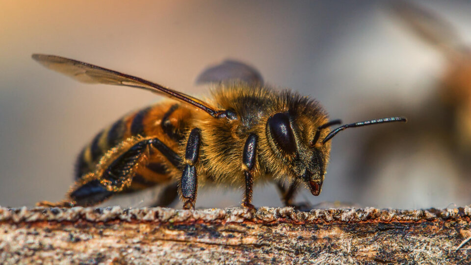 Veleno d'api, potente arma contro i tumori al seno più aggressivi (e non solo)